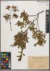 Foto von Salix myrtilloides L.